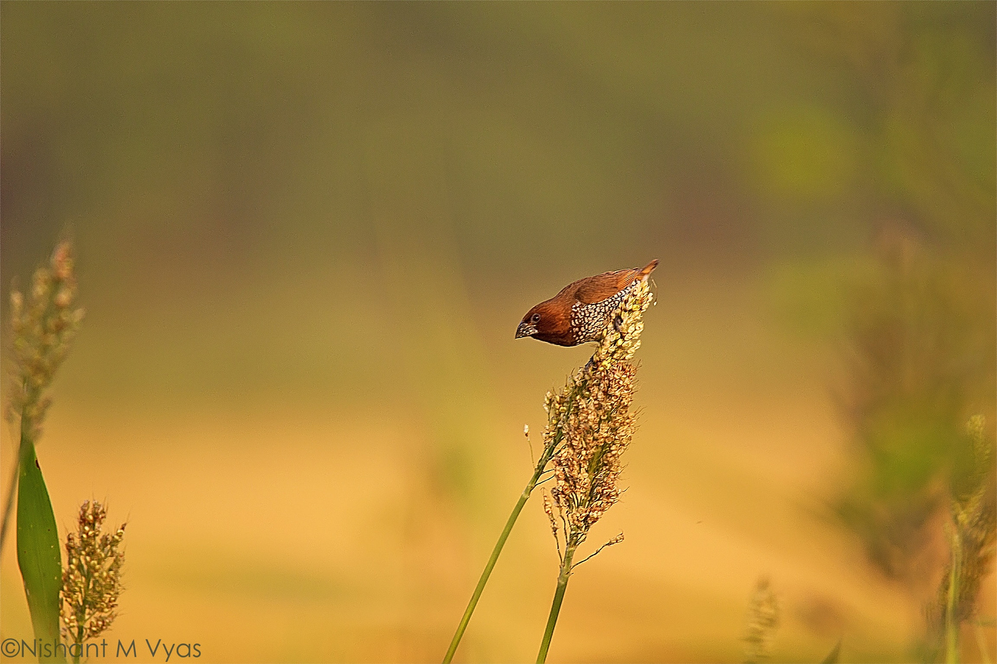 Sigma 150-500mm F5-6.3 DG OS HSM sample photo. Scaly breasted munia photography