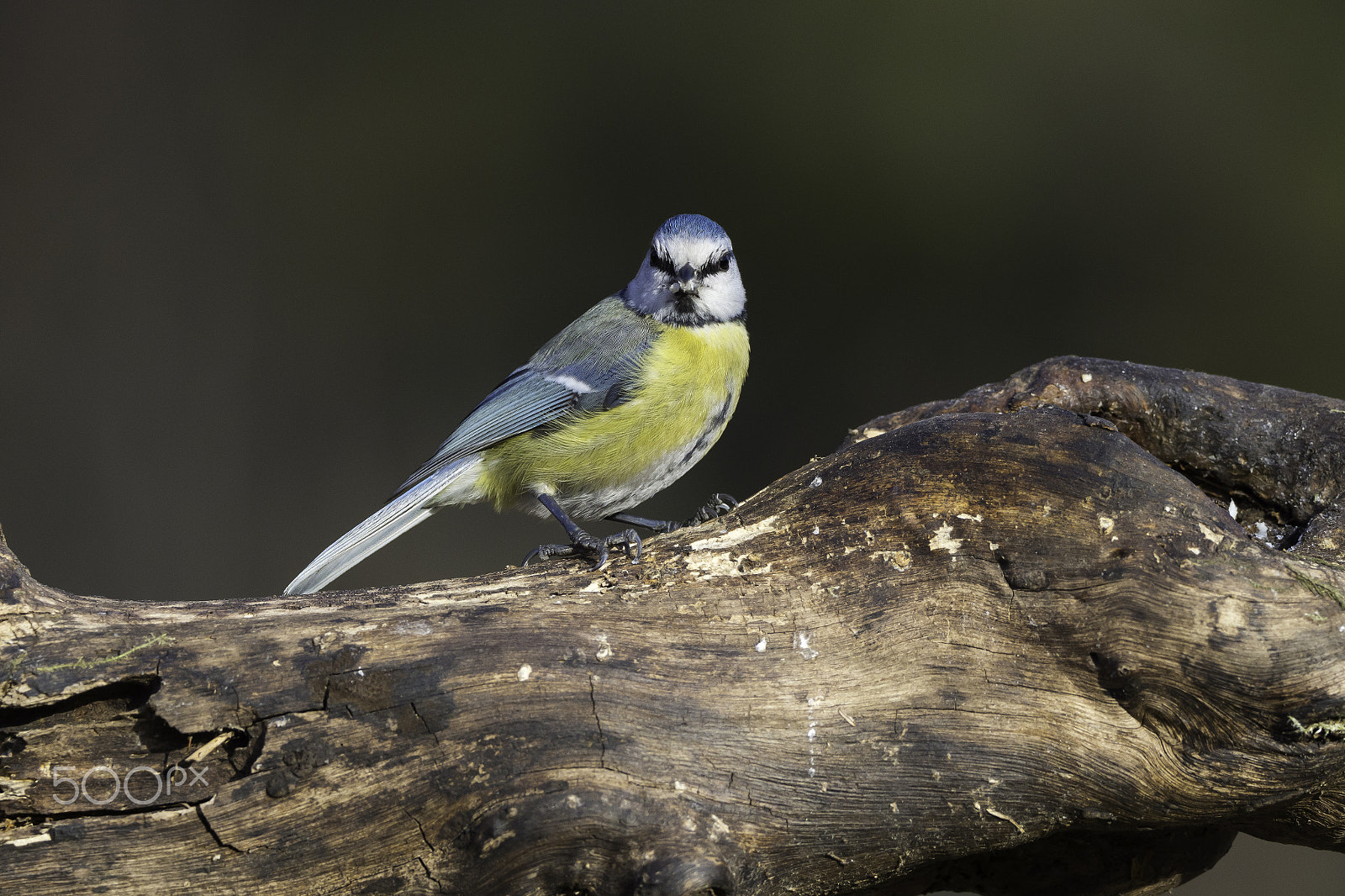 M.300mm F4.0 + MC-14 sample photo. Cinciarella / blue tit photography