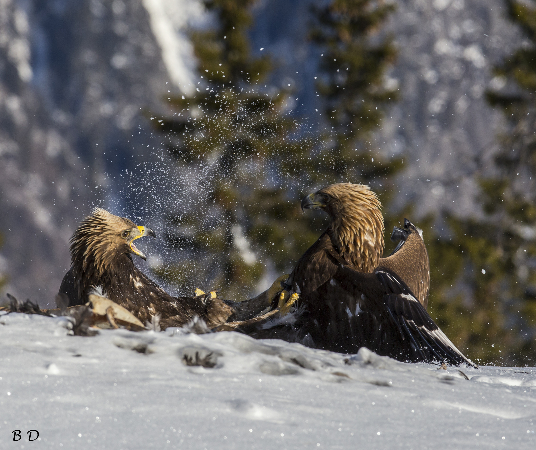 Canon EF 300mm F2.8L IS USM sample photo. Golden eagles fighting over food, juveniles photography