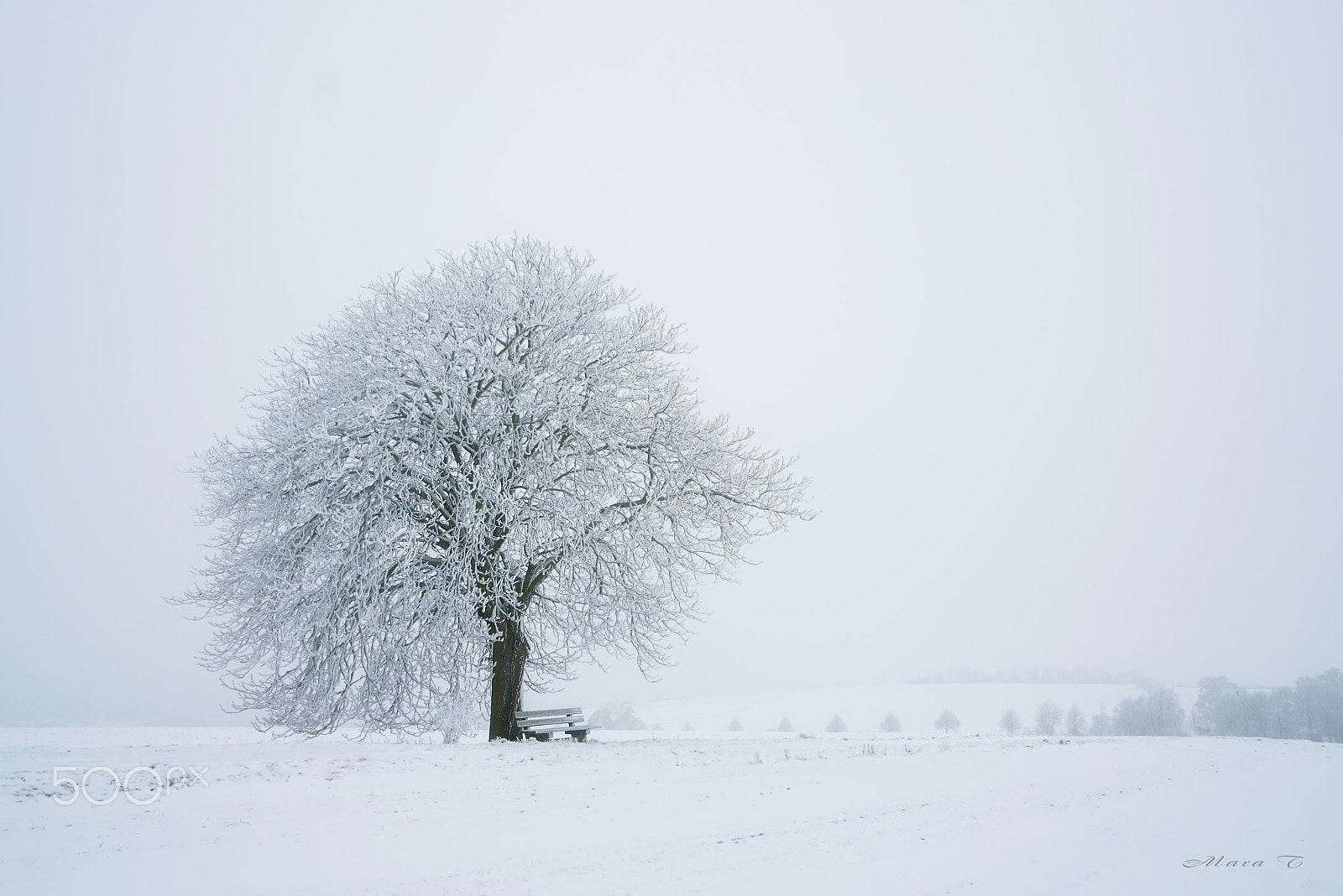 Sony a7R II + Sony E 10-18mm F4 OSS sample photo. Lonely chestnut tree photography