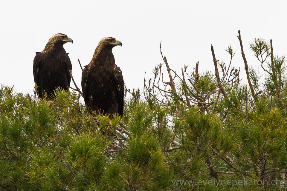 Canon EOS 7D + Canon EF 500mm F4L IS II USM sample photo. Dans la même direction photography