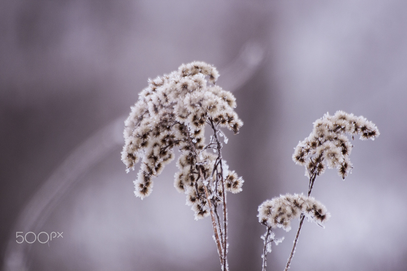 Sigma 70-300mm F4-5.6 APO DG Macro sample photo. Winter wonderland photography