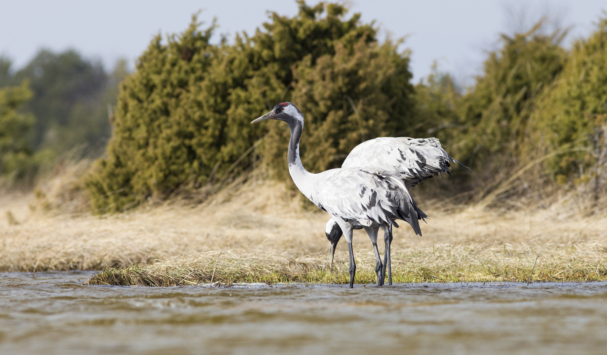 Canon EF 300mm F4L IS USM sample photo. Http://www.ivokraus.ee/ photography