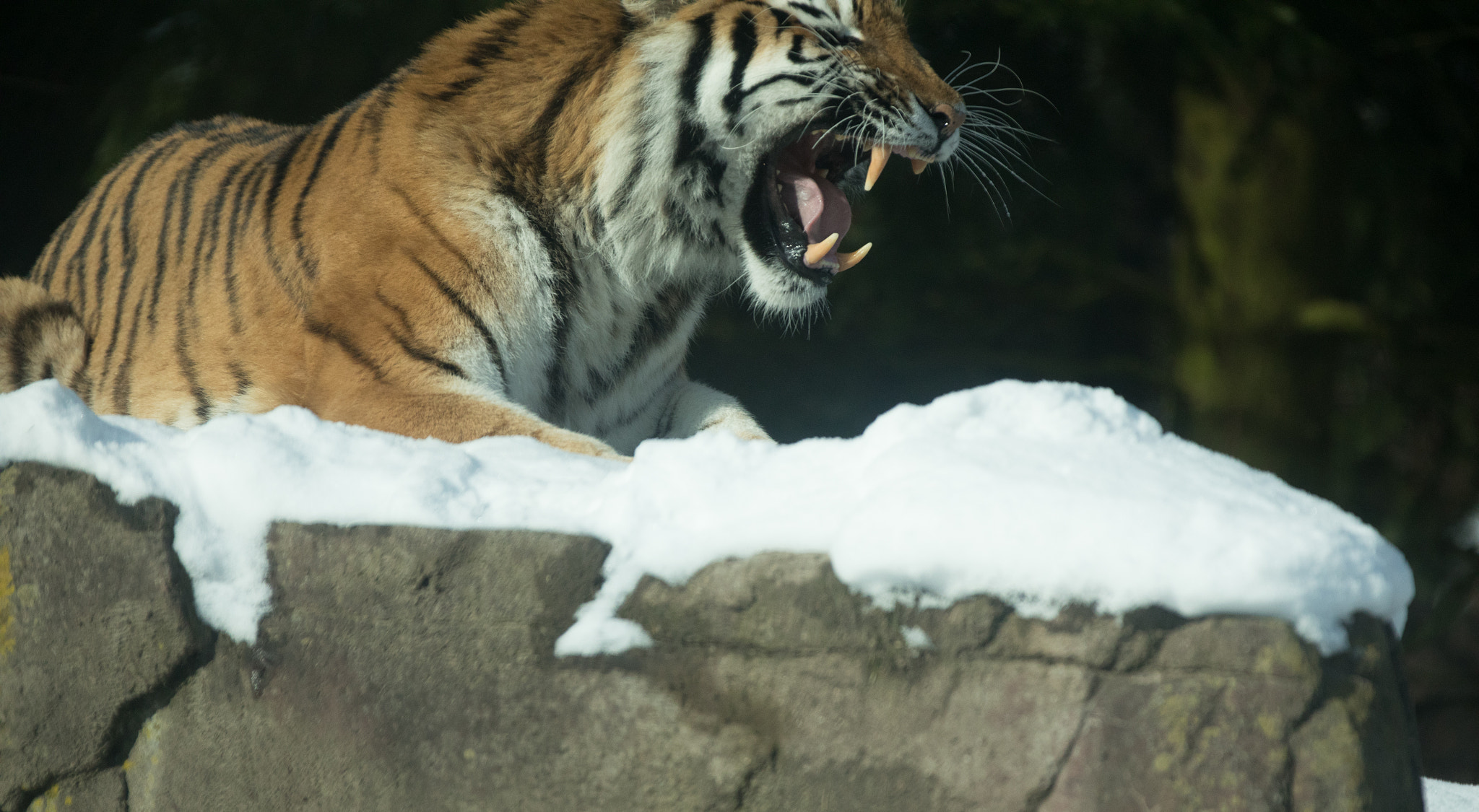 Canon EF 70-200mm F2.8L IS II USM sample photo. Day in the snow iii photography