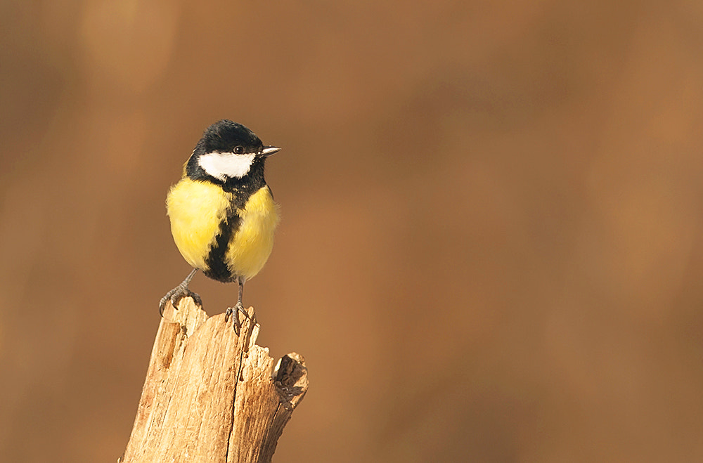 Canon EF 300mm F4L IS USM sample photo. Http://www.ivokraus.ee/ photography