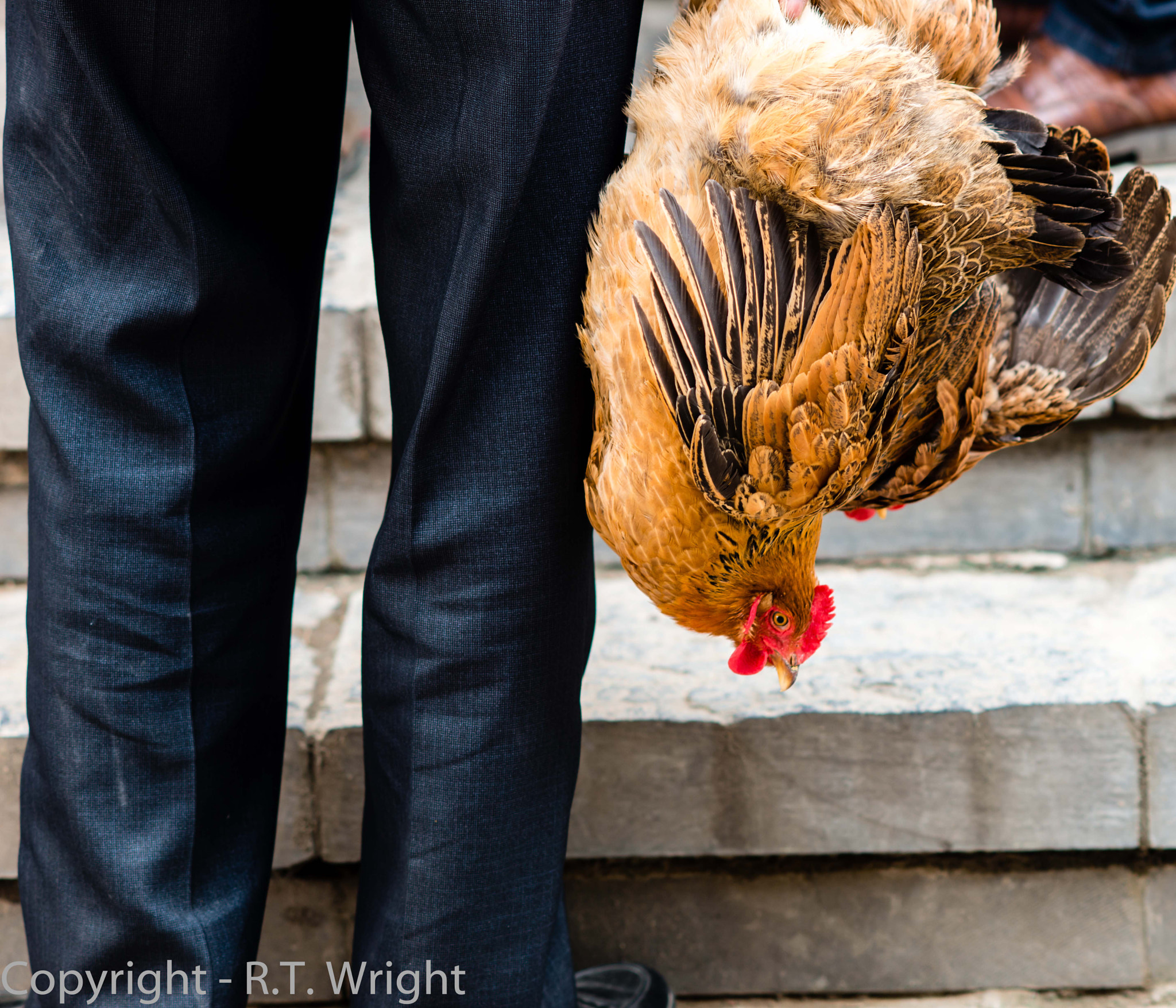 Nikon D800 + AF DC-Nikkor 135mm f/2D sample photo. Year of the rooster photography