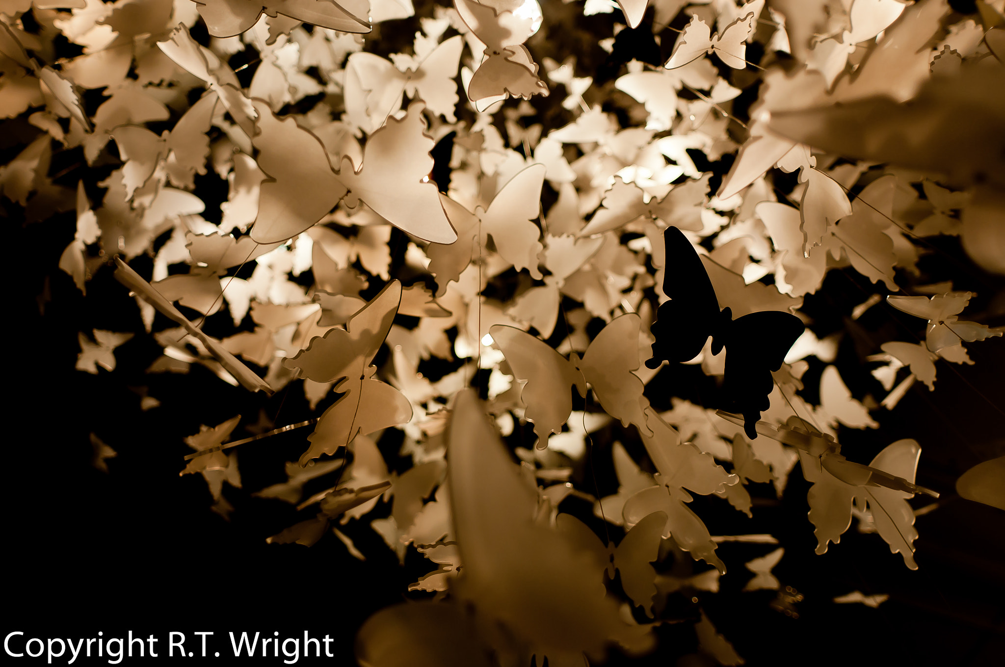 Nikon AF Nikkor 20mm F2.8D sample photo. Butterfly abstract photography