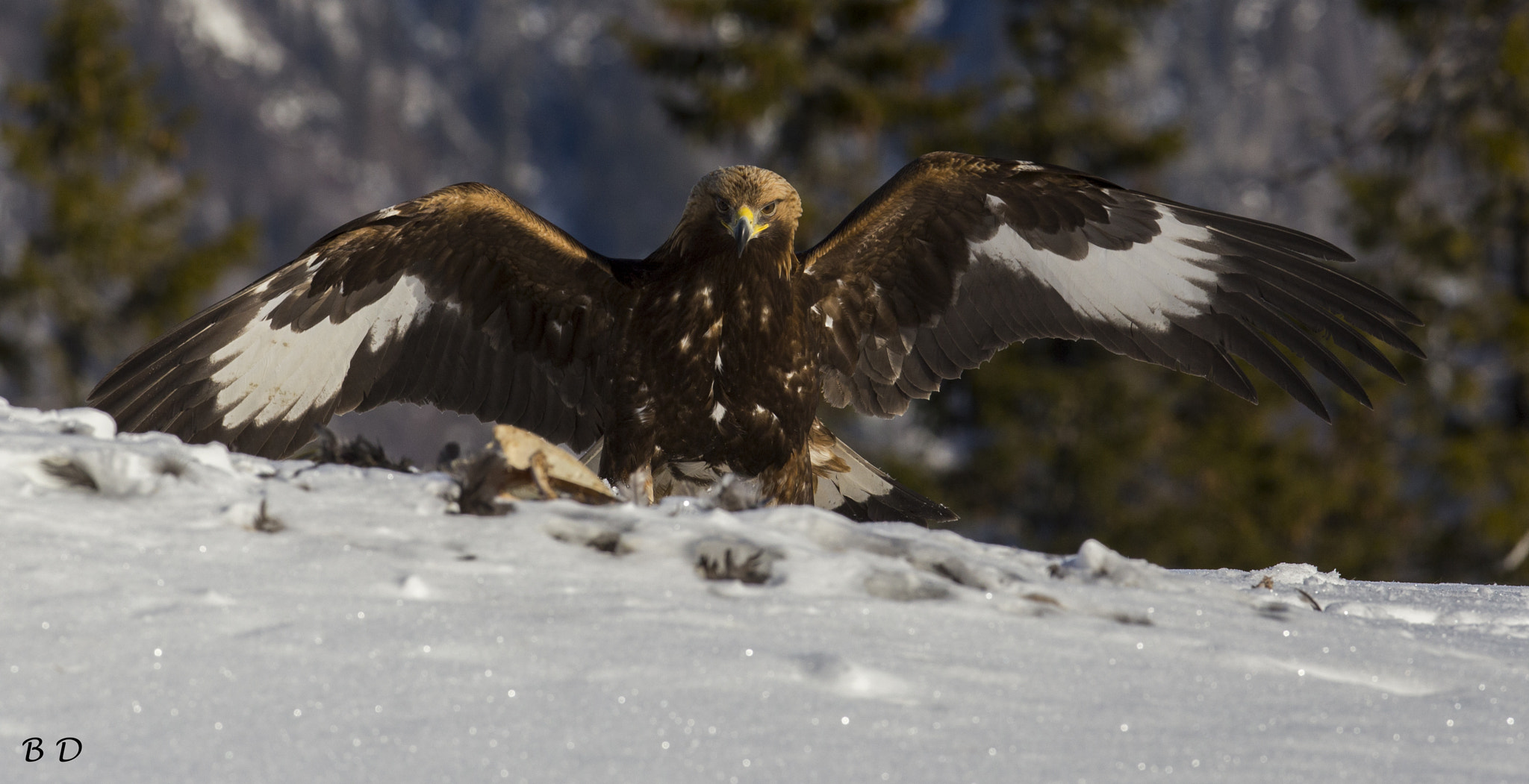 Canon EOS 6D sample photo. Golden eagle, juvenile photography