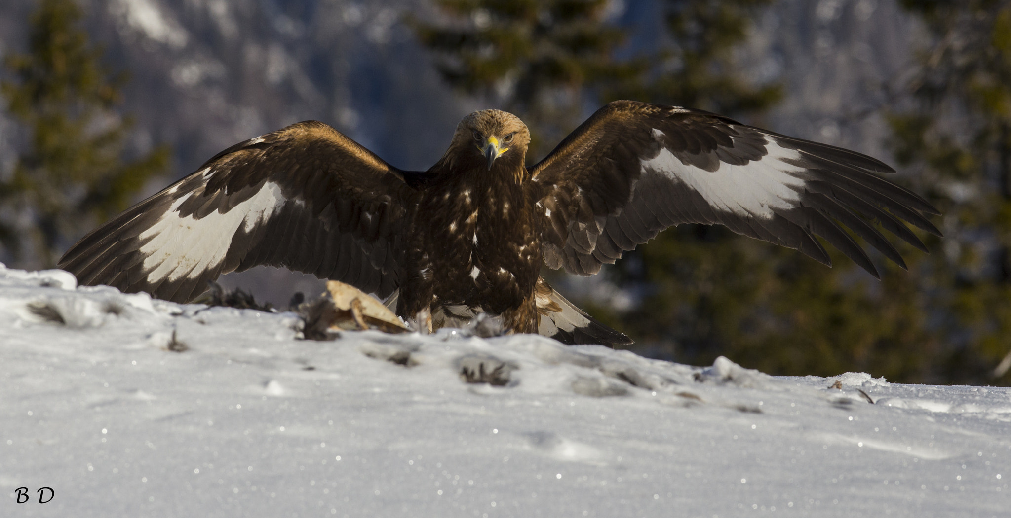 Canon EOS 6D + Canon EF 300mm F2.8L IS USM sample photo. Golden eagle, juvenile photography