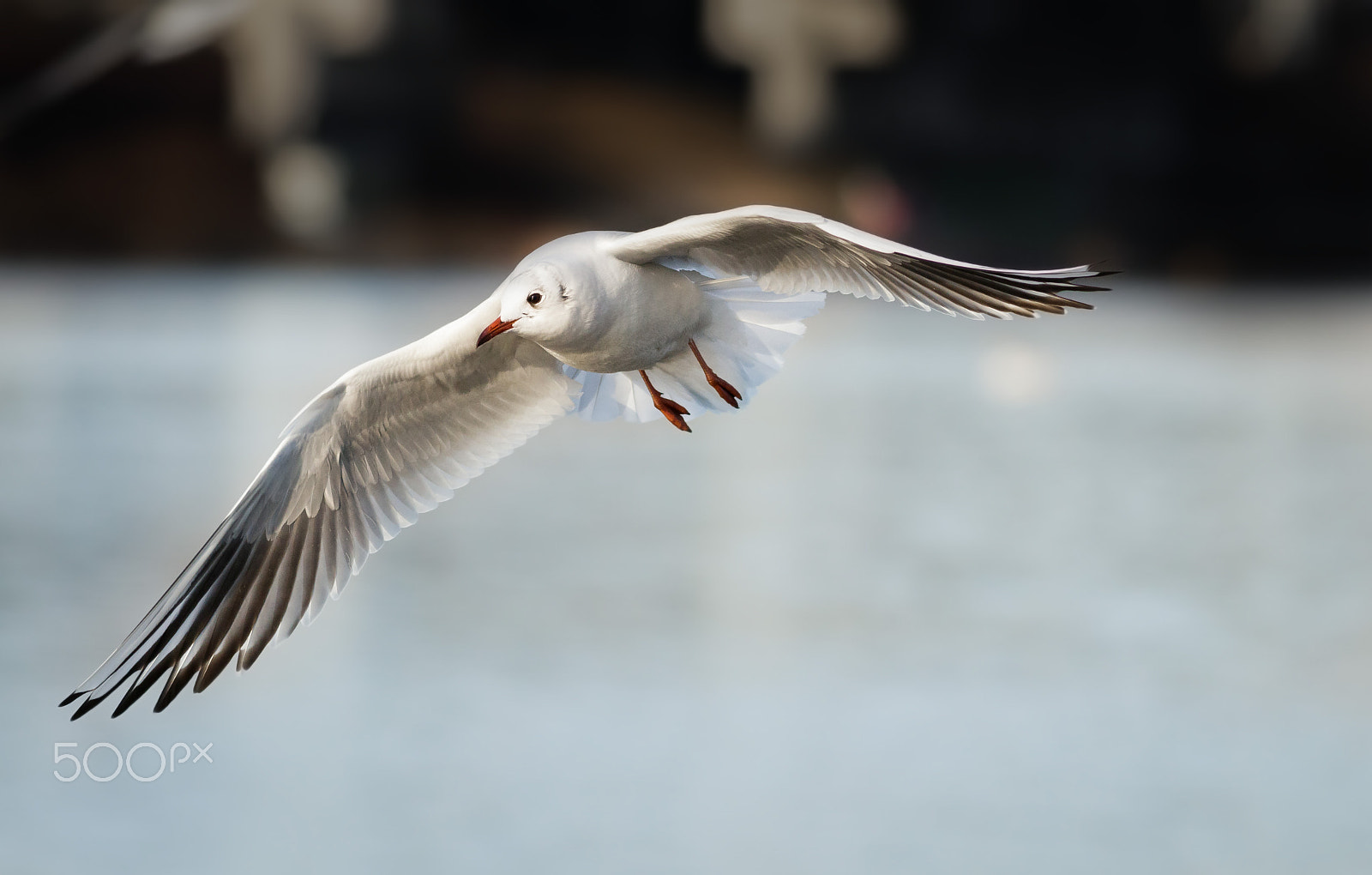 Canon EOS 80D + Canon EF 200mm F2.8L II USM sample photo. Racek chechtavý photography