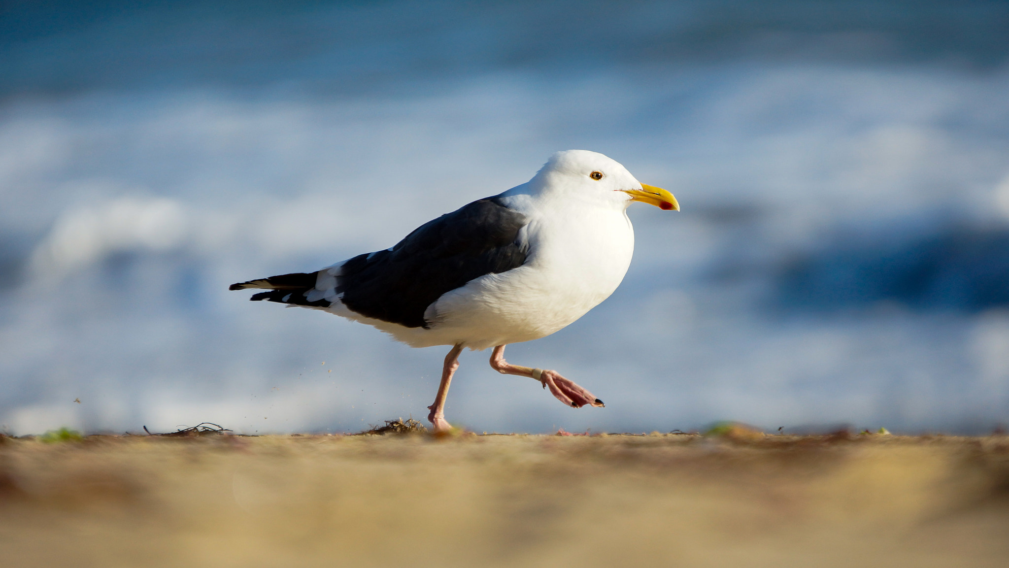 Sony SLT-A77 + 70-200mm F2.8 sample photo. Usa sea gull photography