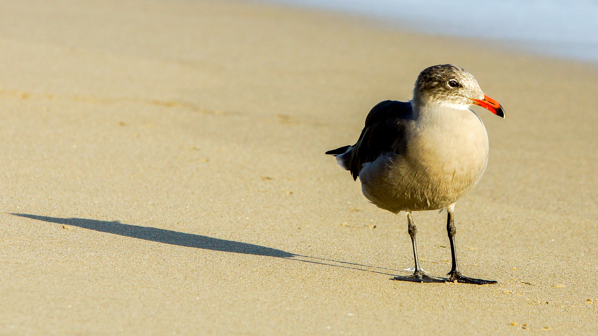 Sony SLT-A77 + 70-200mm F2.8 sample photo. Sea gull photography