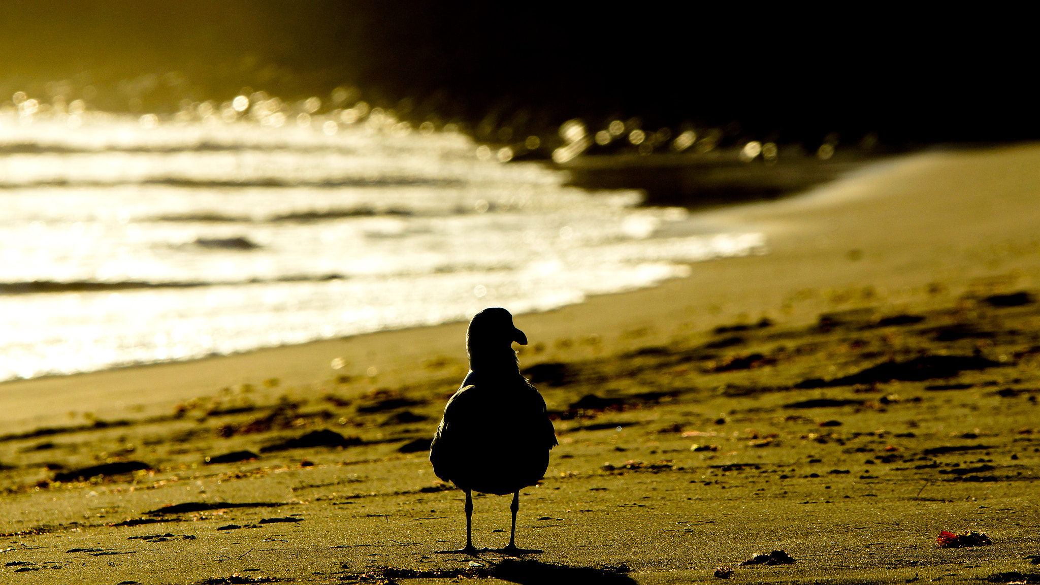 70-200mm F2.8 sample photo. Gull walking in the sunset photography