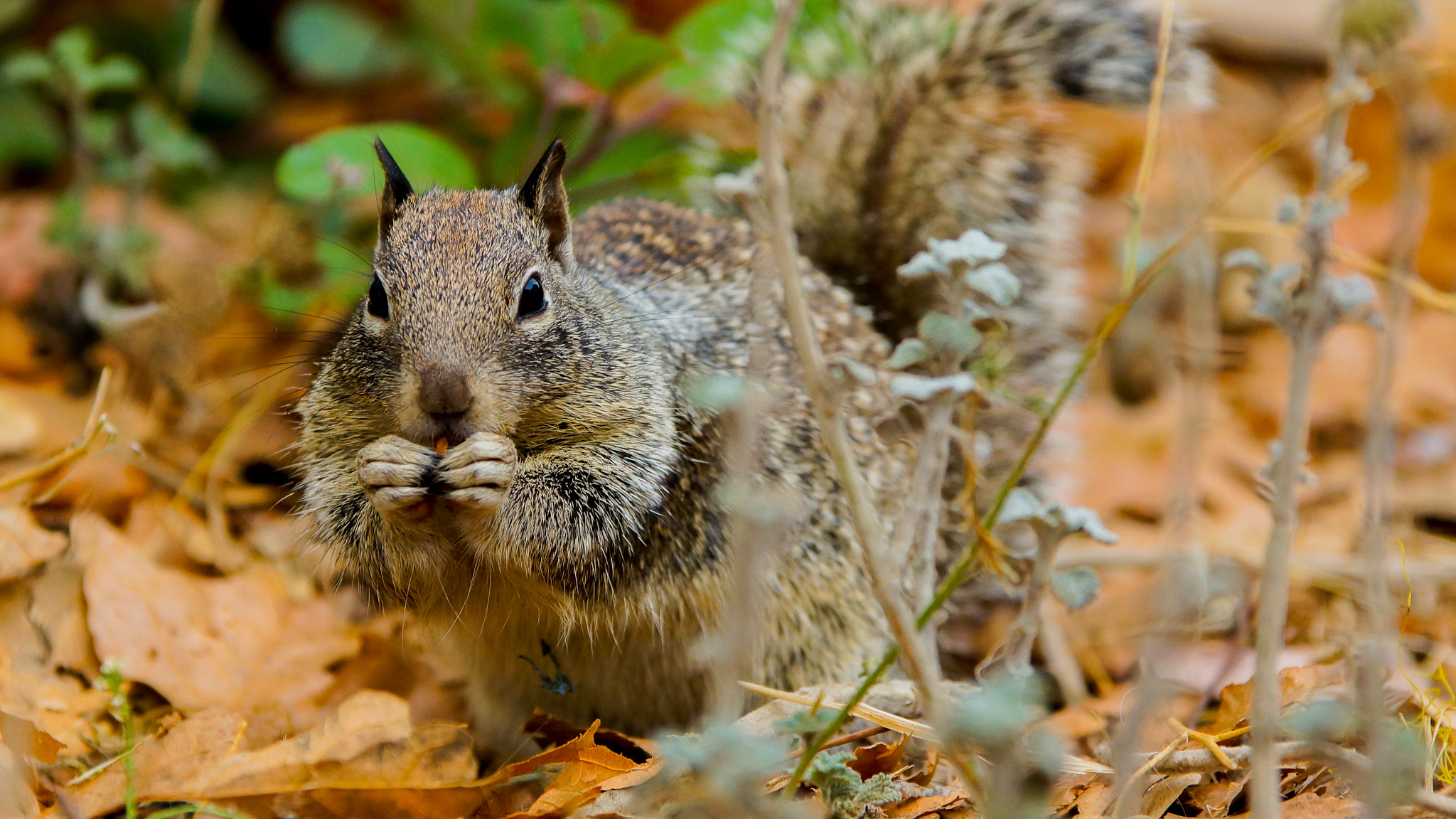 70-200mm F2.8 sample photo. Eating squirrel photography