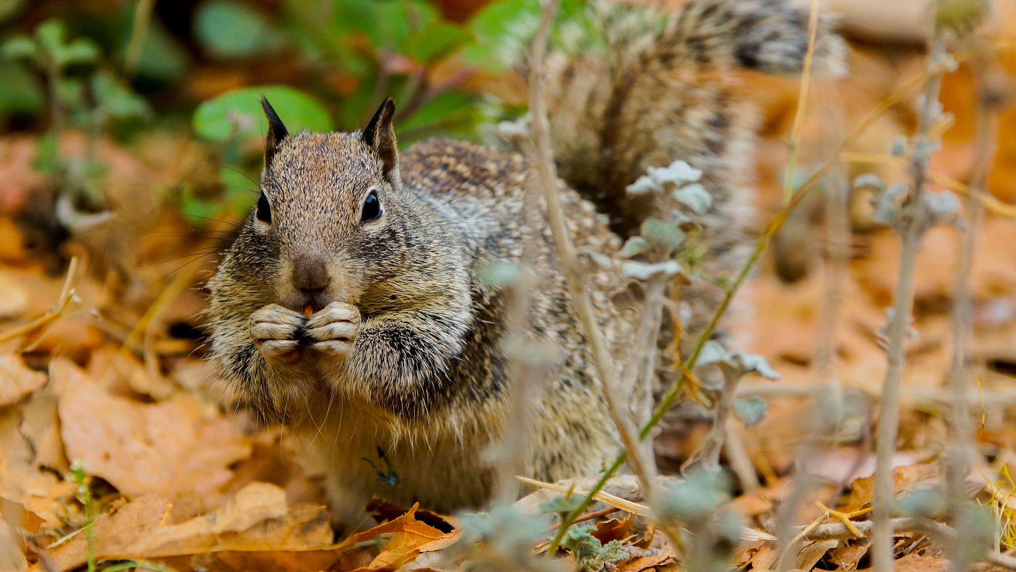 Sony SLT-A77 + 70-200mm F2.8 sample photo. Eating squirrel photography
