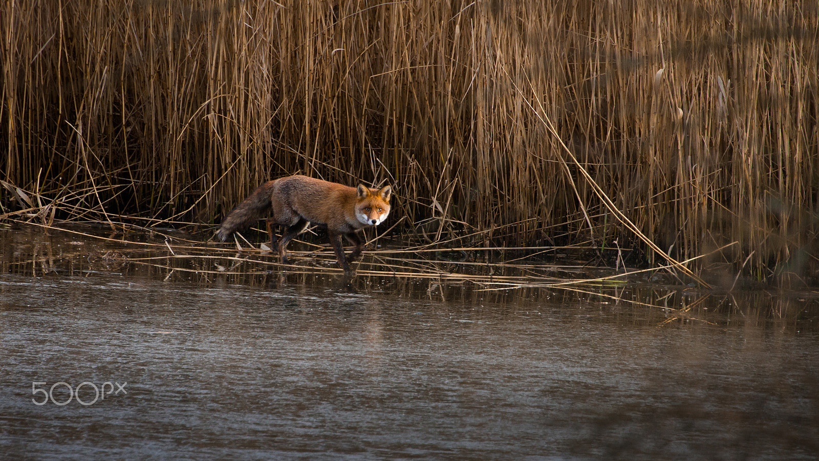 Tamron SP 35mm F1.8 Di VC USD sample photo. Duck hunter photography