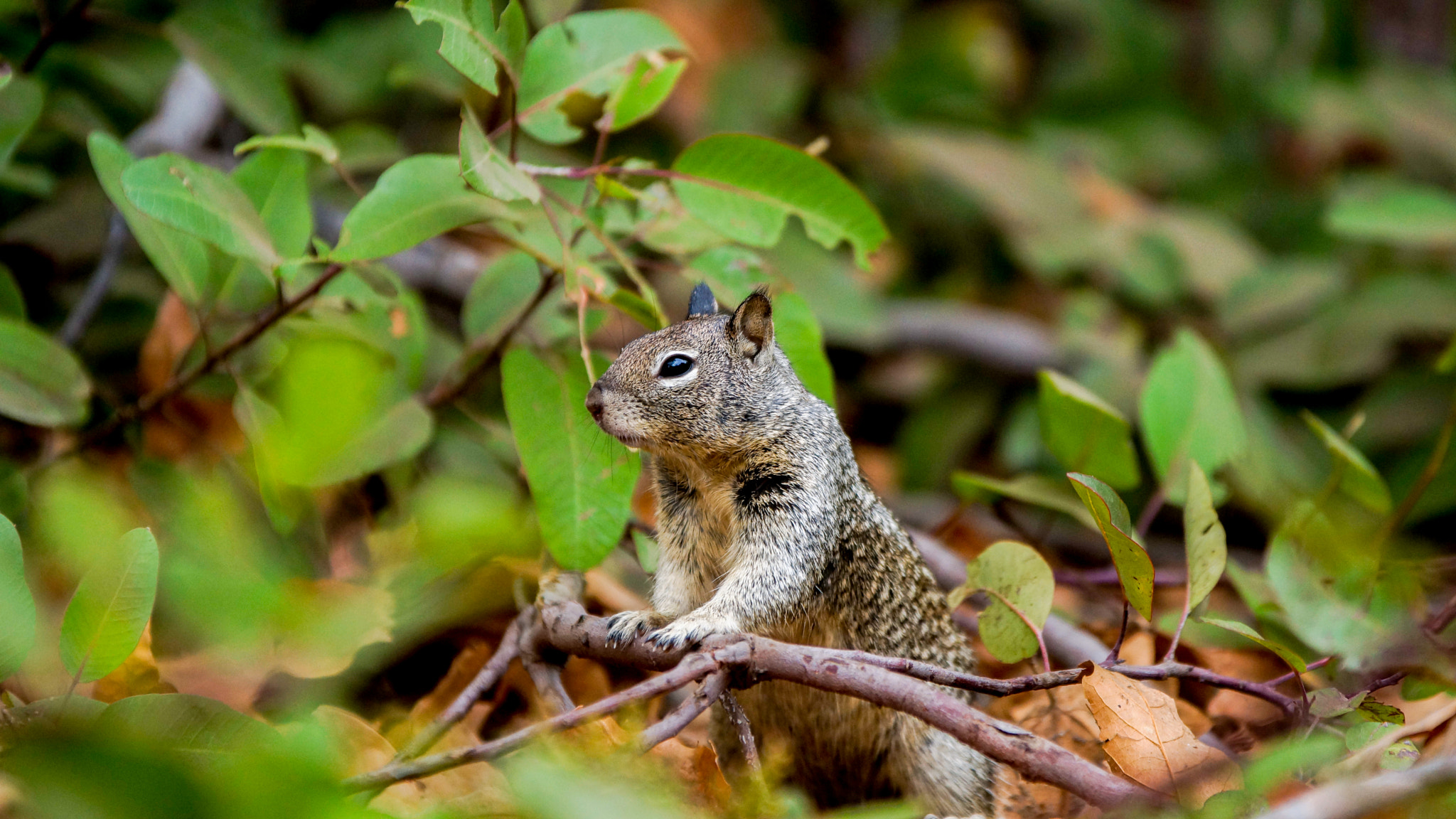 Sony SLT-A77 + 70-200mm F2.8 sample photo. A squirrel is looking out photography
