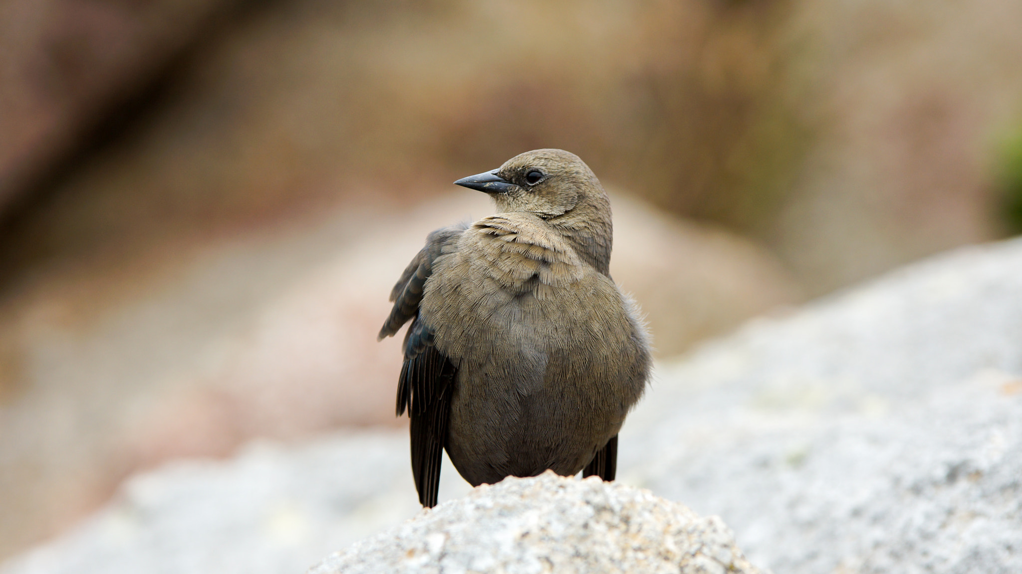Sony SLT-A77 + 70-200mm F2.8 sample photo. Bird photography