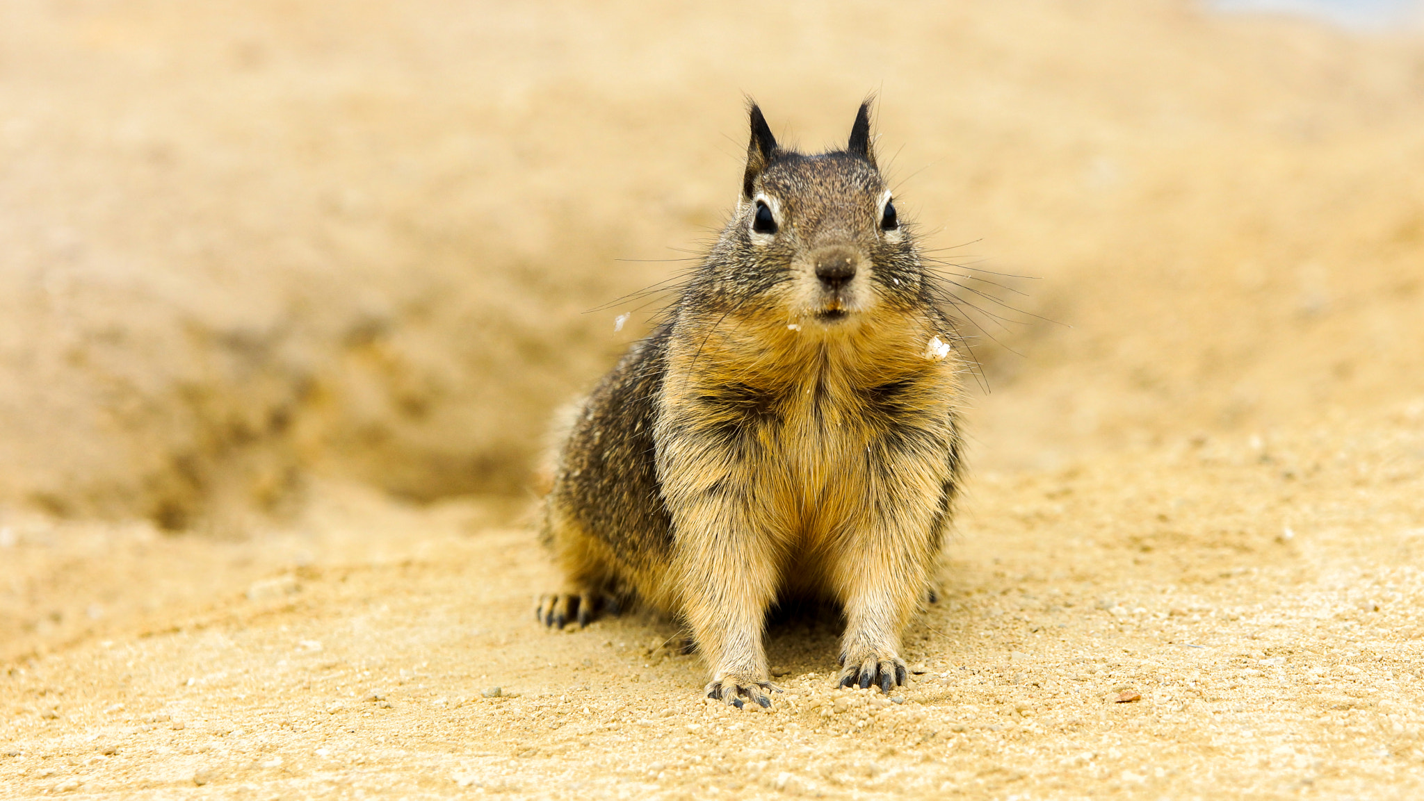 70-200mm F2.8 sample photo. Hungry squirrel photography