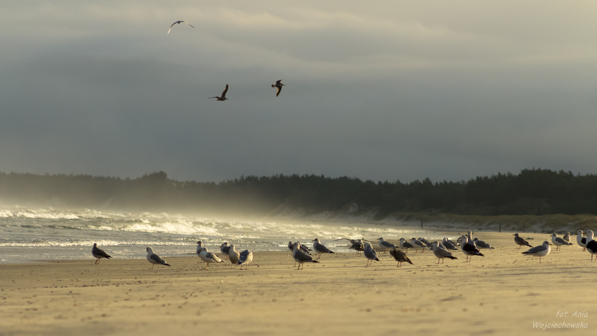 Canon EF 75-300mm f/4-5.6 USM sample photo. Windy morning photography
