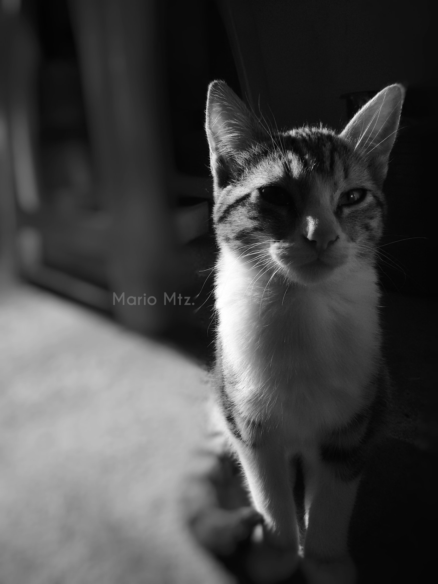 Motorola XT1063 sample photo. Cat b&w photography