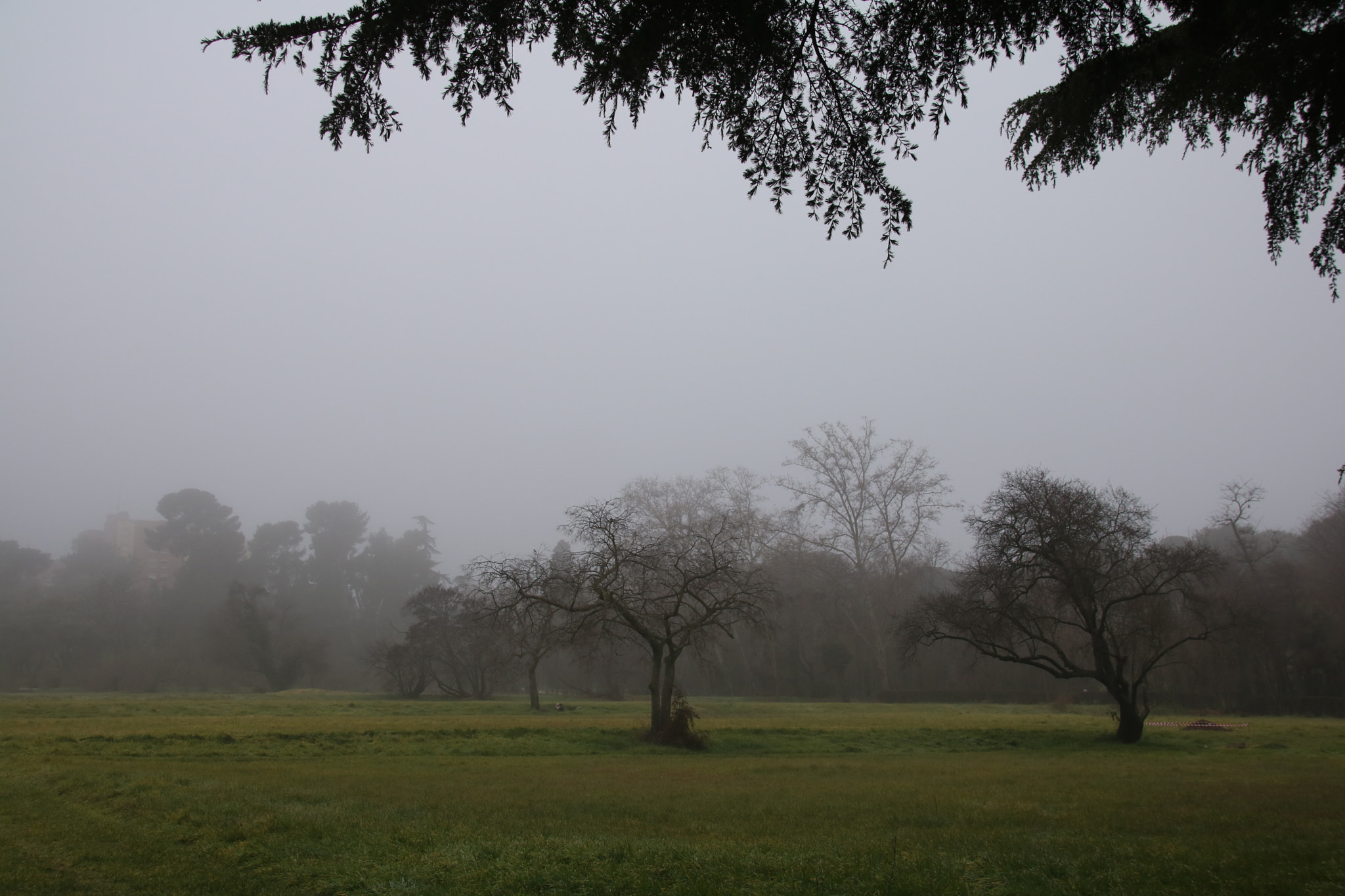Sigma 18-250mm F3.5-6.3 DC OS HSM sample photo. The misty forest photography
