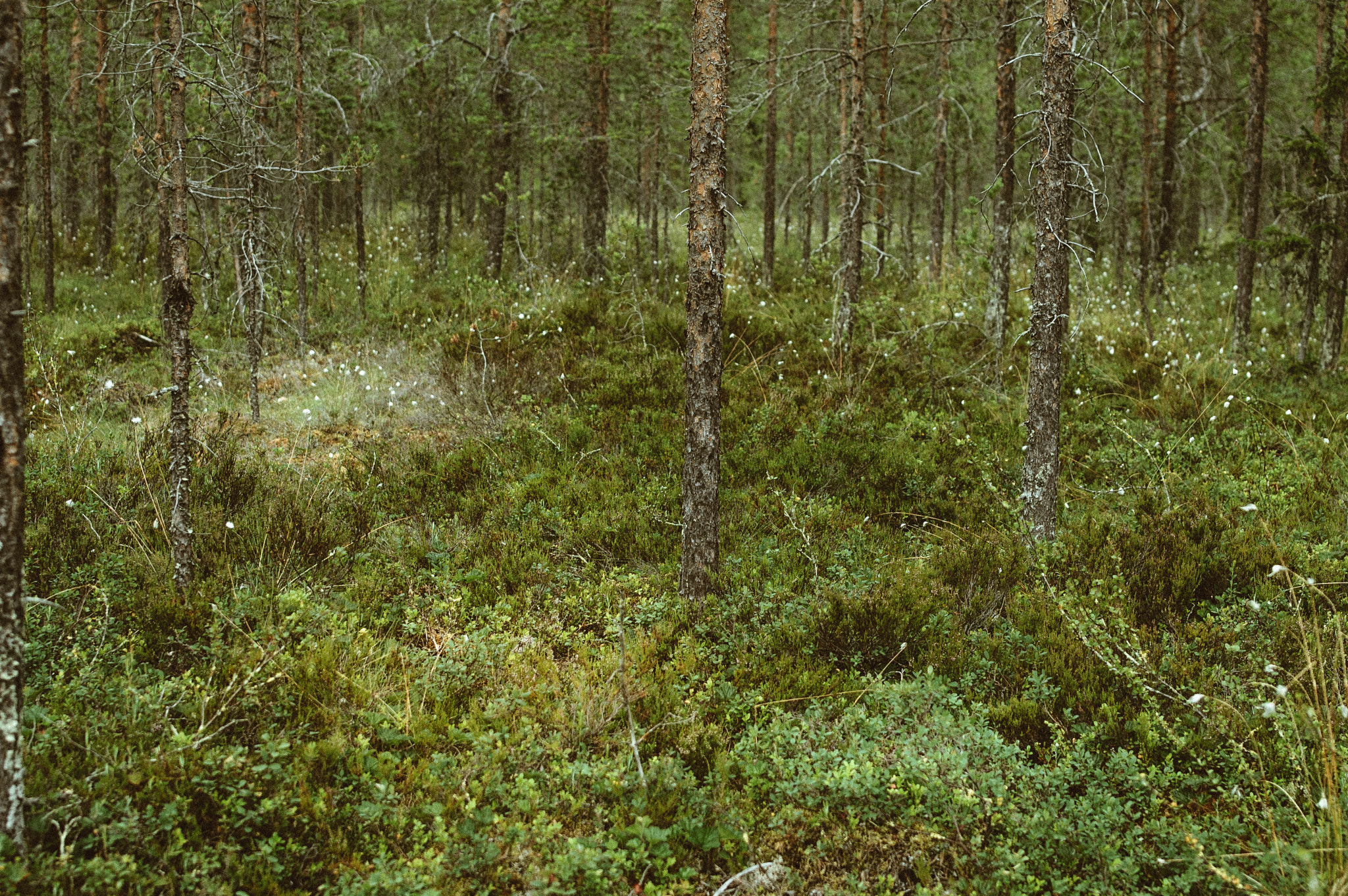 Samyang 35mm F1.4 AS UMC sample photo. Pine forest photography