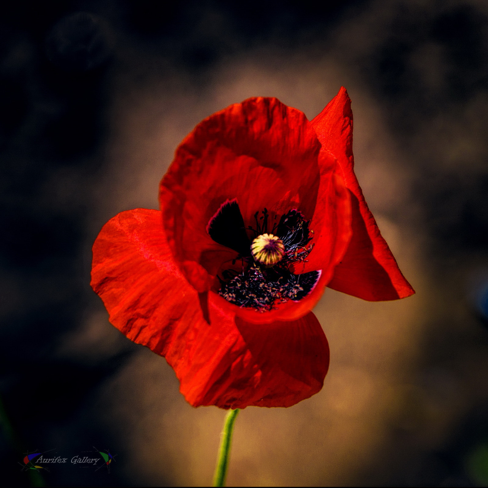 Nikon AF-S Nikkor 70-200mm F2.8G ED VR II sample photo. End flowering photography