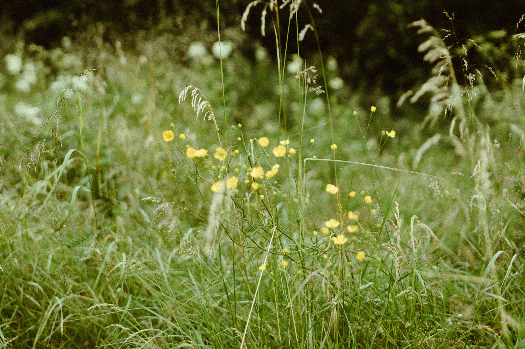 Samyang 35mm F1.4 AS UMC sample photo. Buttercups photography