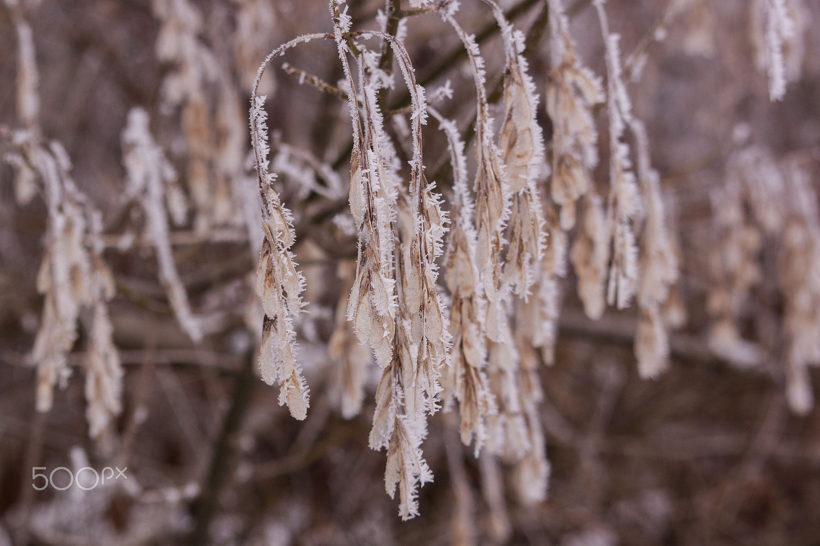 Sigma 70-300mm F4-5.6 APO DG Macro sample photo. Frozen photography