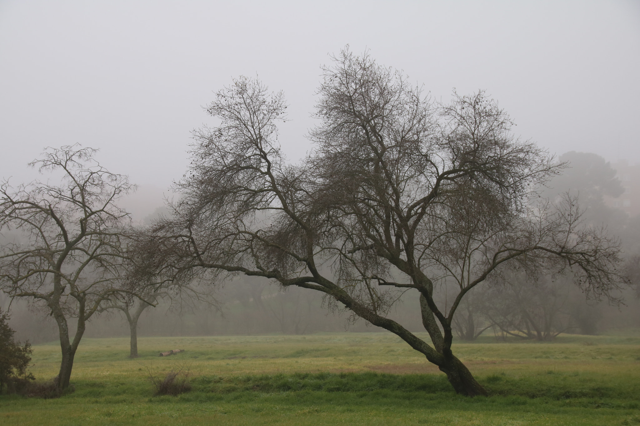 Sigma 18-250mm F3.5-6.3 DC OS HSM sample photo. Misty landscape photography