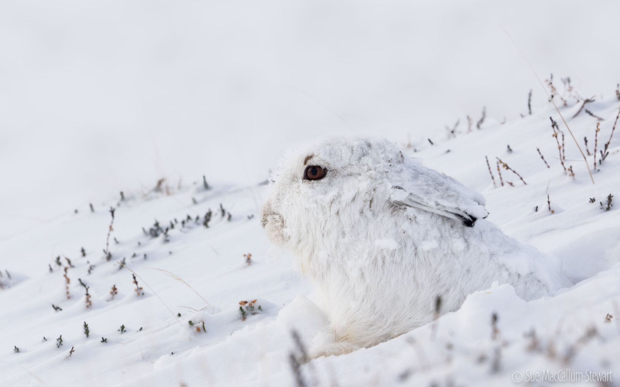 Olympus OM-D E-M1 sample photo. Hare photography