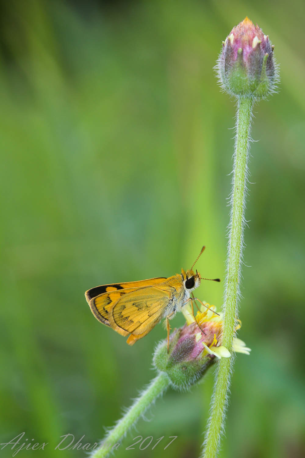 Canon EF-S 60mm F2.8 Macro USM sample photo. Landed  photography