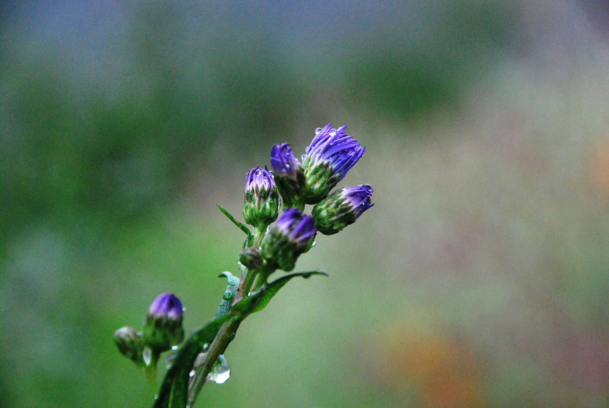 Nikon D60 + Tamron AF 18-270mm F3.5-6.3 Di II VC LD Aspherical (IF) MACRO sample photo. Purple wildflower with dew drops photography