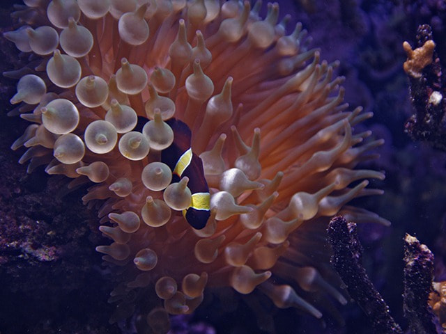 Canon EOS 400D (EOS Digital Rebel XTi / EOS Kiss Digital X) sample photo. Under the sea photography