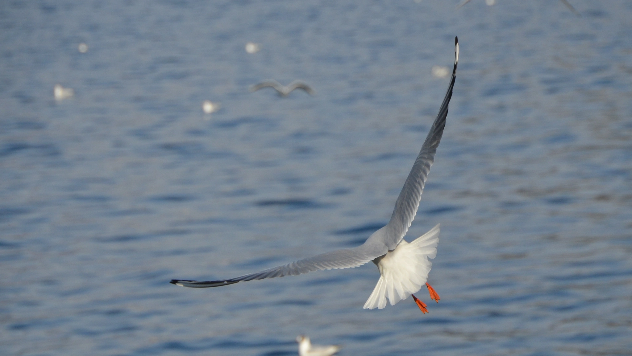 Nikon D5100 + Tamron AF 18-270mm F3.5-6.3 Di II VC LD Aspherical (IF) MACRO sample photo. Wing-spreading seagull flying over water photography