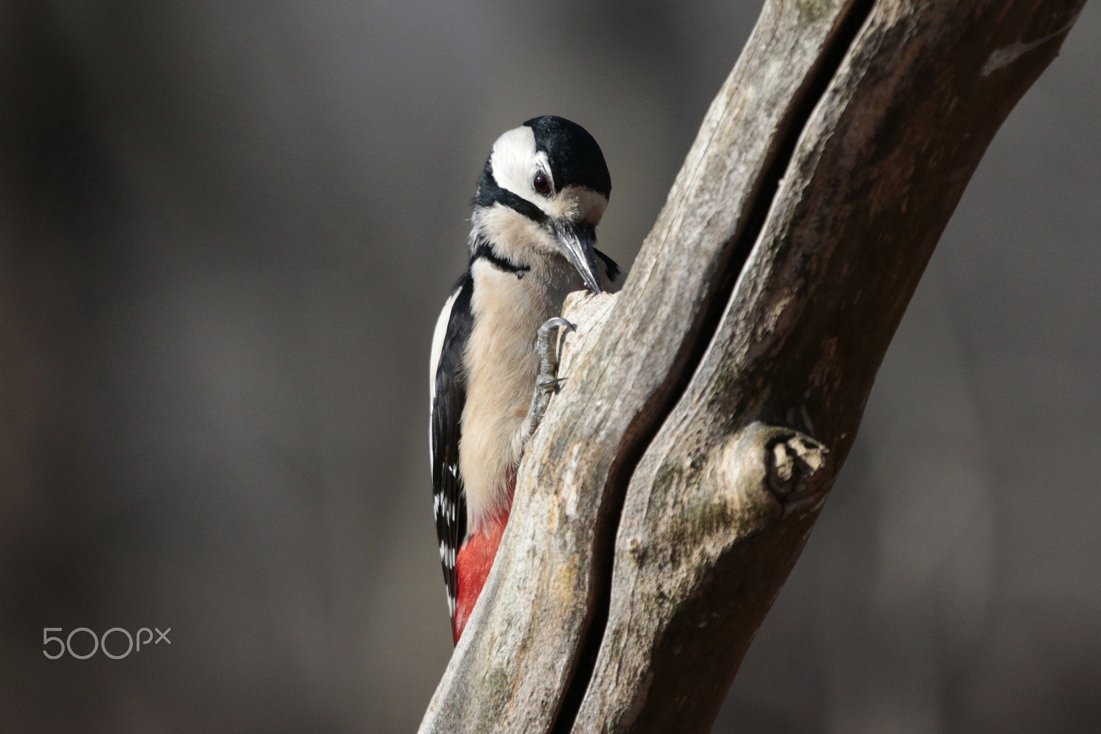 Canon EF 300mm F2.8L IS USM sample photo. Portrait photography