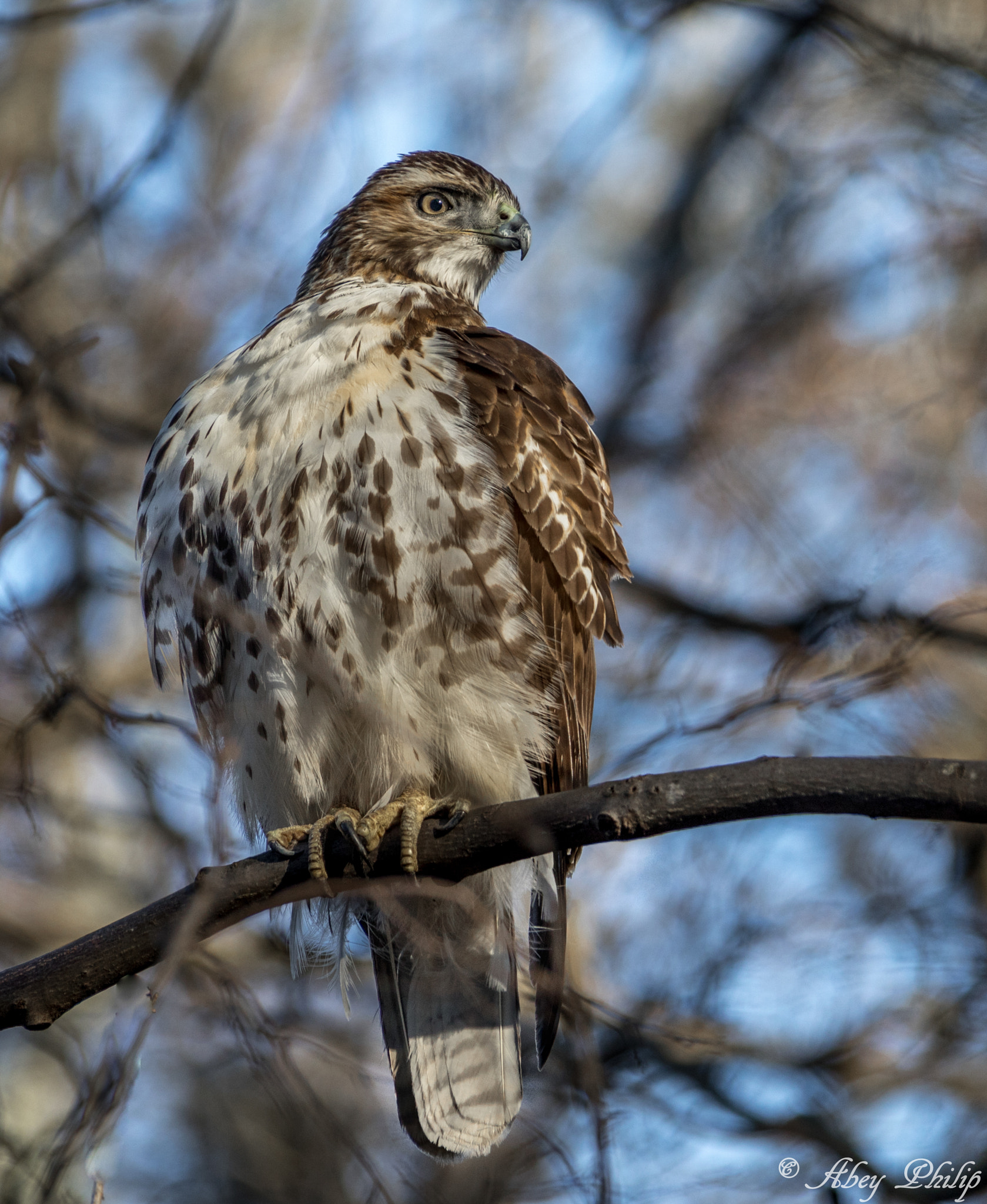 Canon EOS 5D Mark IV + Canon EF 28-300mm F3.5-5.6L IS USM sample photo. Stare down  - hawk photography