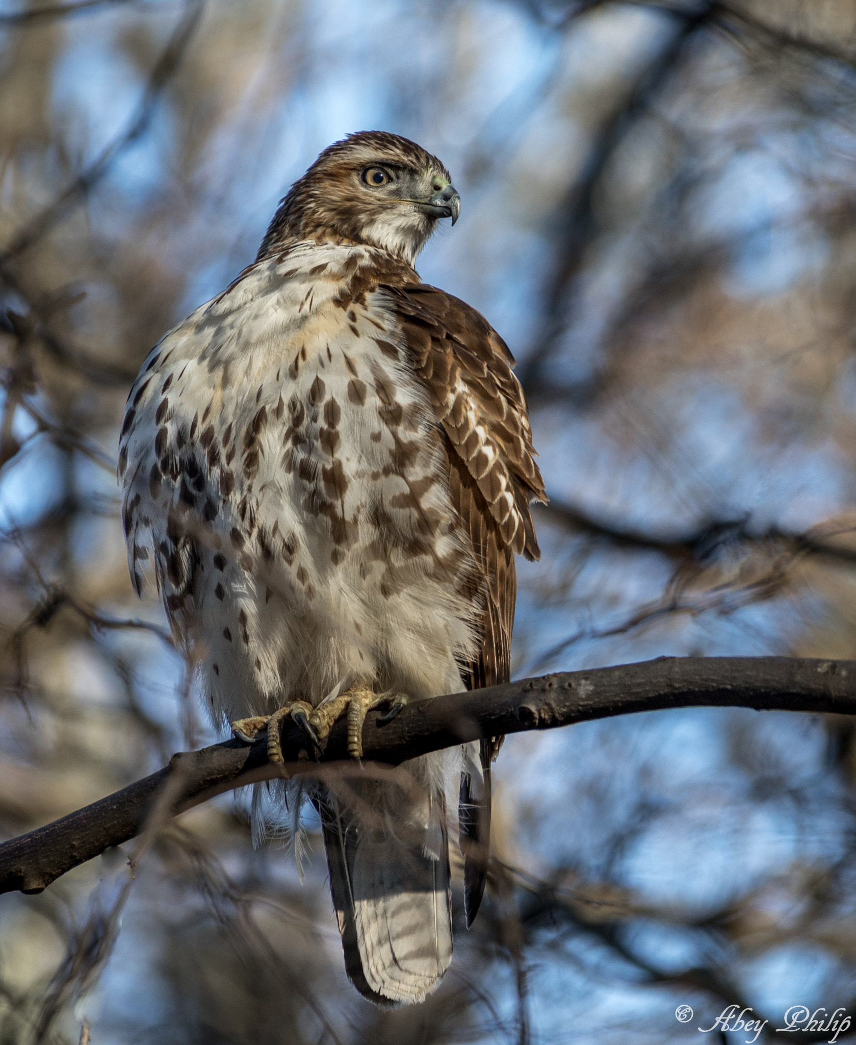 Canon EF 28-300mm F3.5-5.6L IS USM sample photo. Stare down  - hawk photography