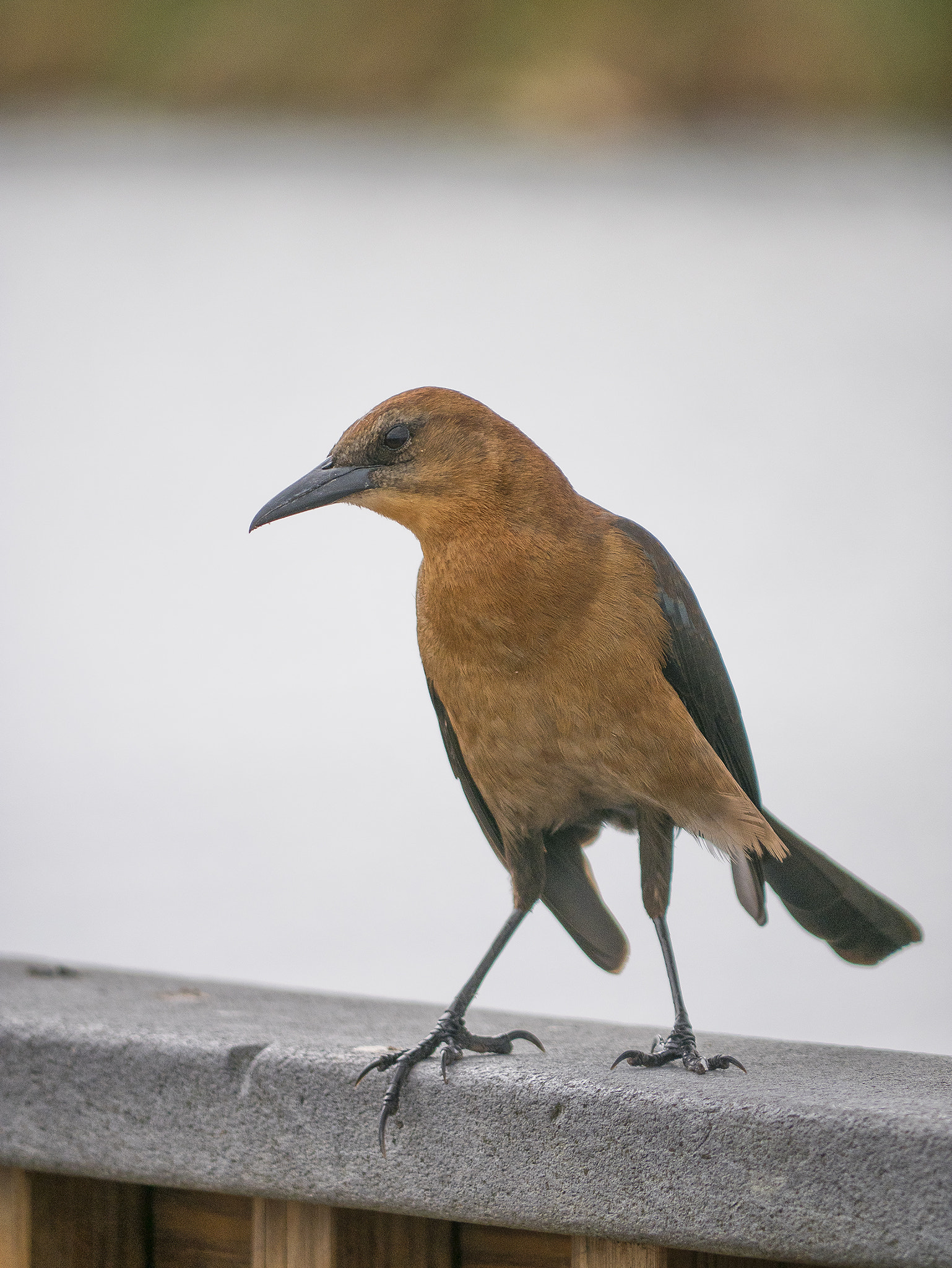 Panasonic Lumix G Vario 45-200mm F4-5.6 OIS sample photo. Solitario photography
