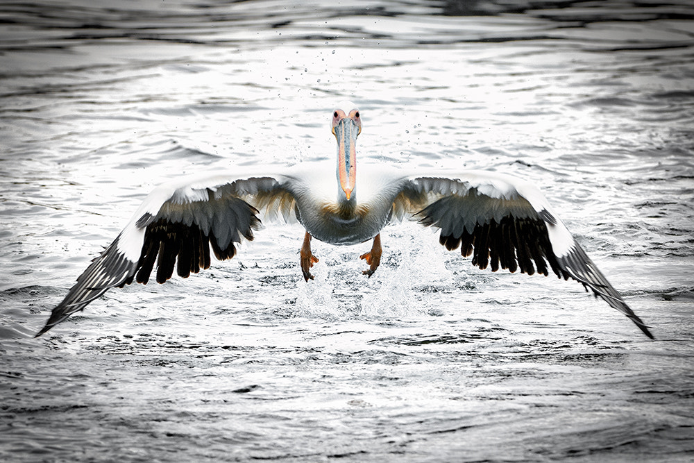 Nikon D810 sample photo. Great white pelican photography