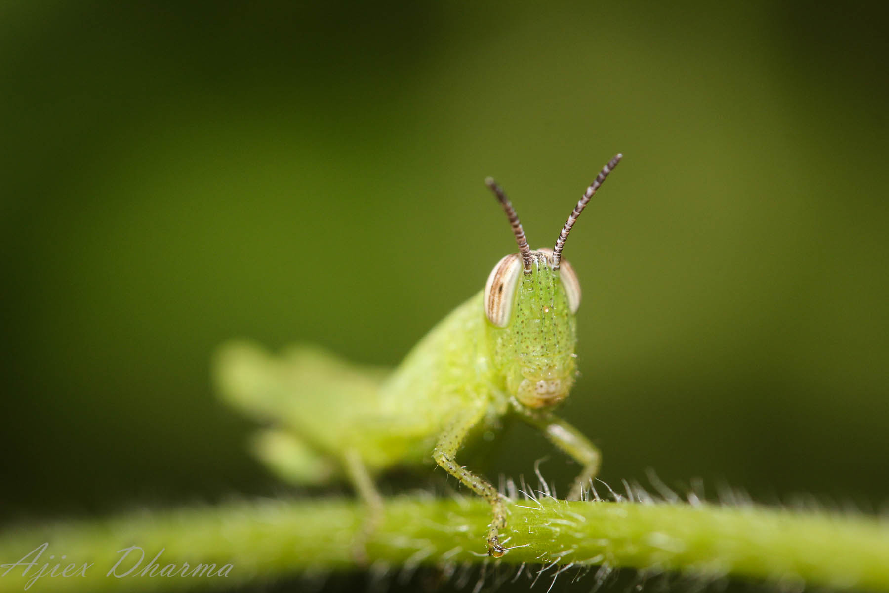 Canon EF-S 60mm F2.8 Macro USM sample photo. Mr green  photography