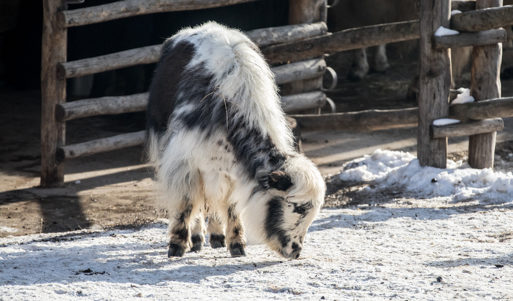 Canon EOS 5D Mark IV + Canon EF 70-200mm F2.8L IS II USM sample photo. Day in snow iv photography