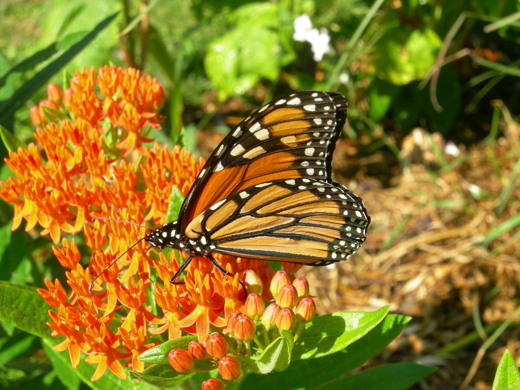 Nikon COOLPIX P2 sample photo. Monarch on native milkweed photography