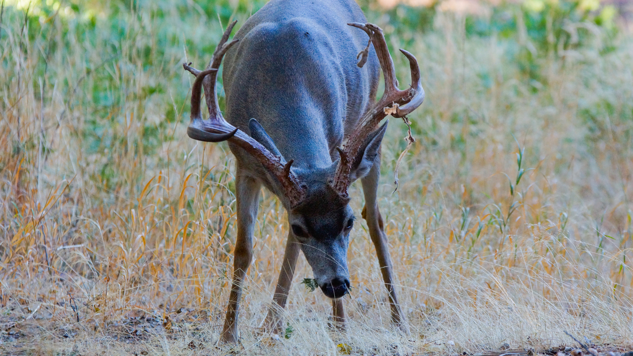 Sony SLT-A77 + 70-200mm F2.8 sample photo