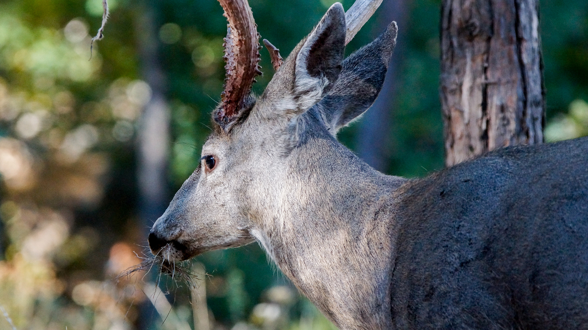 70-200mm F2.8 sample photo