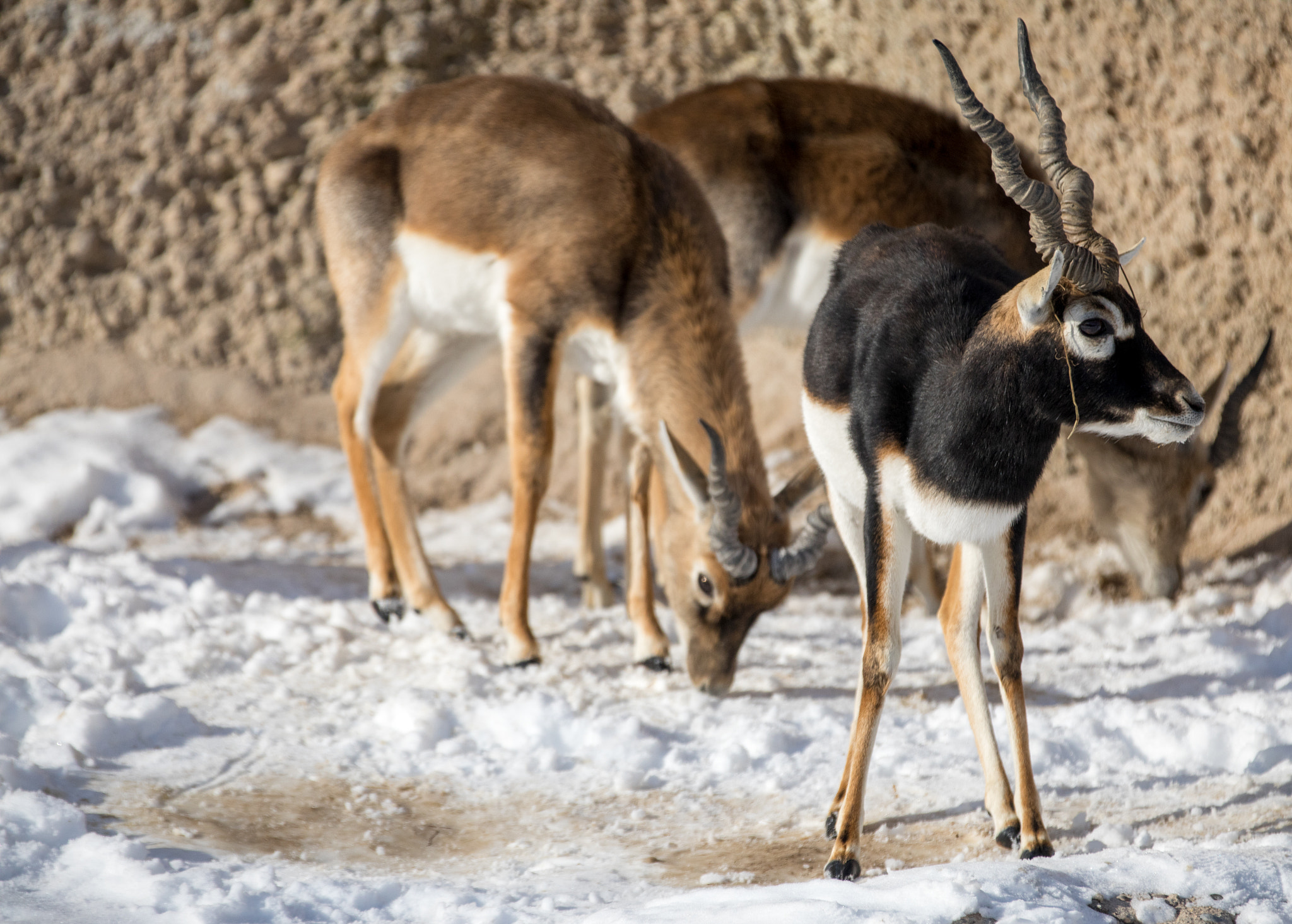 Canon EOS 5D Mark IV + Canon EF 70-200mm F2.8L IS II USM sample photo. Day in the snow v photography