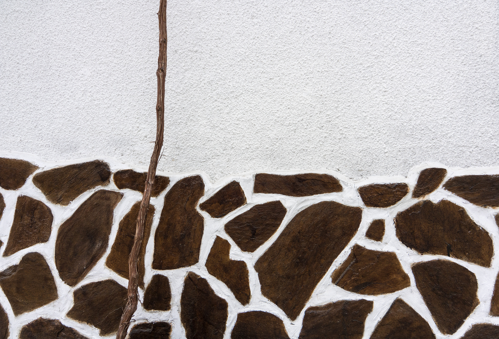 Canon EOS 760D (EOS Rebel T6s / EOS 8000D) sample photo. Branch of vine on a background of a stuccoed wall photography
