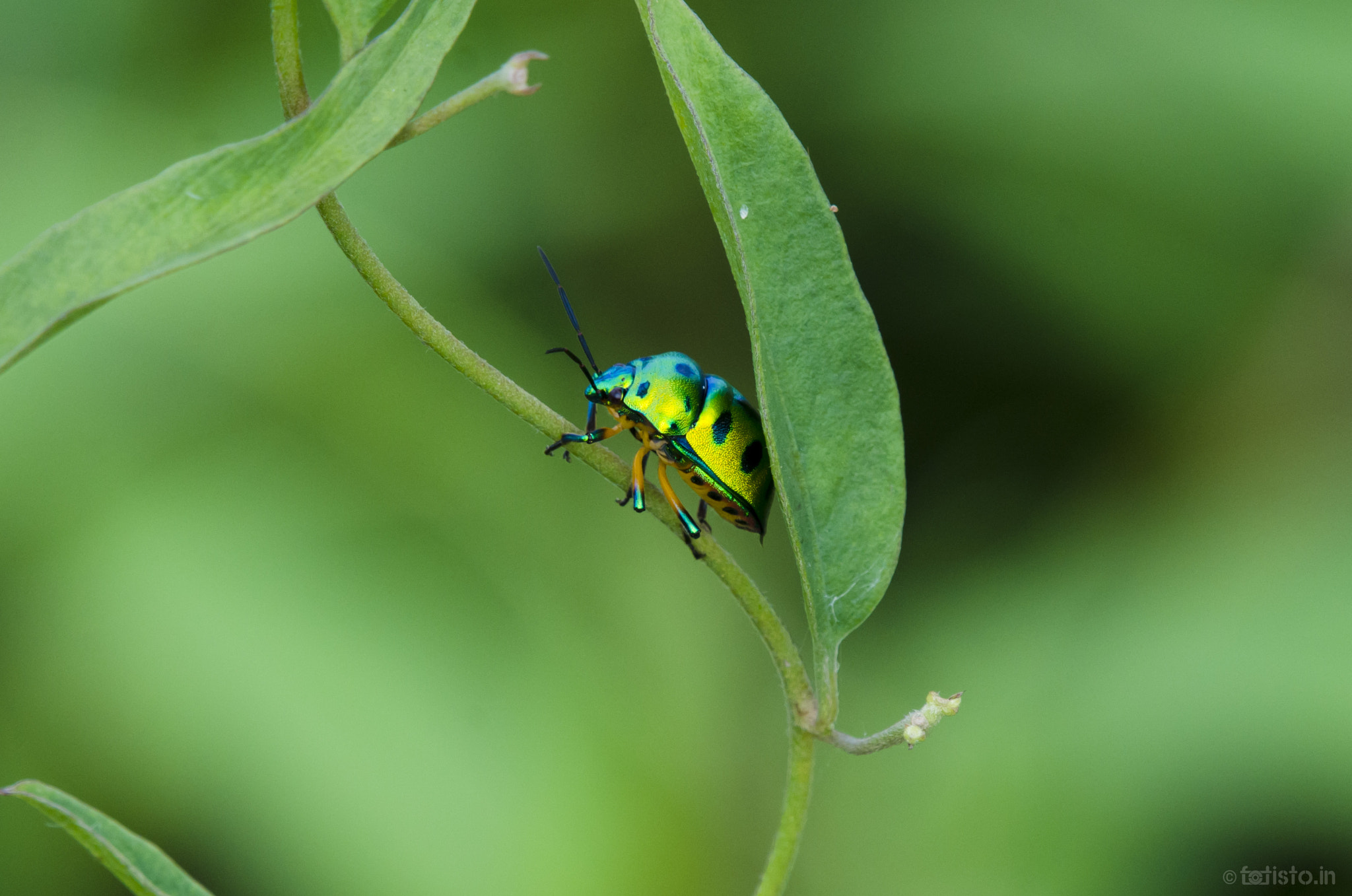 Nikon AF-S Nikkor 200-500mm F5.6E ED VR sample photo. Vibrant! photography