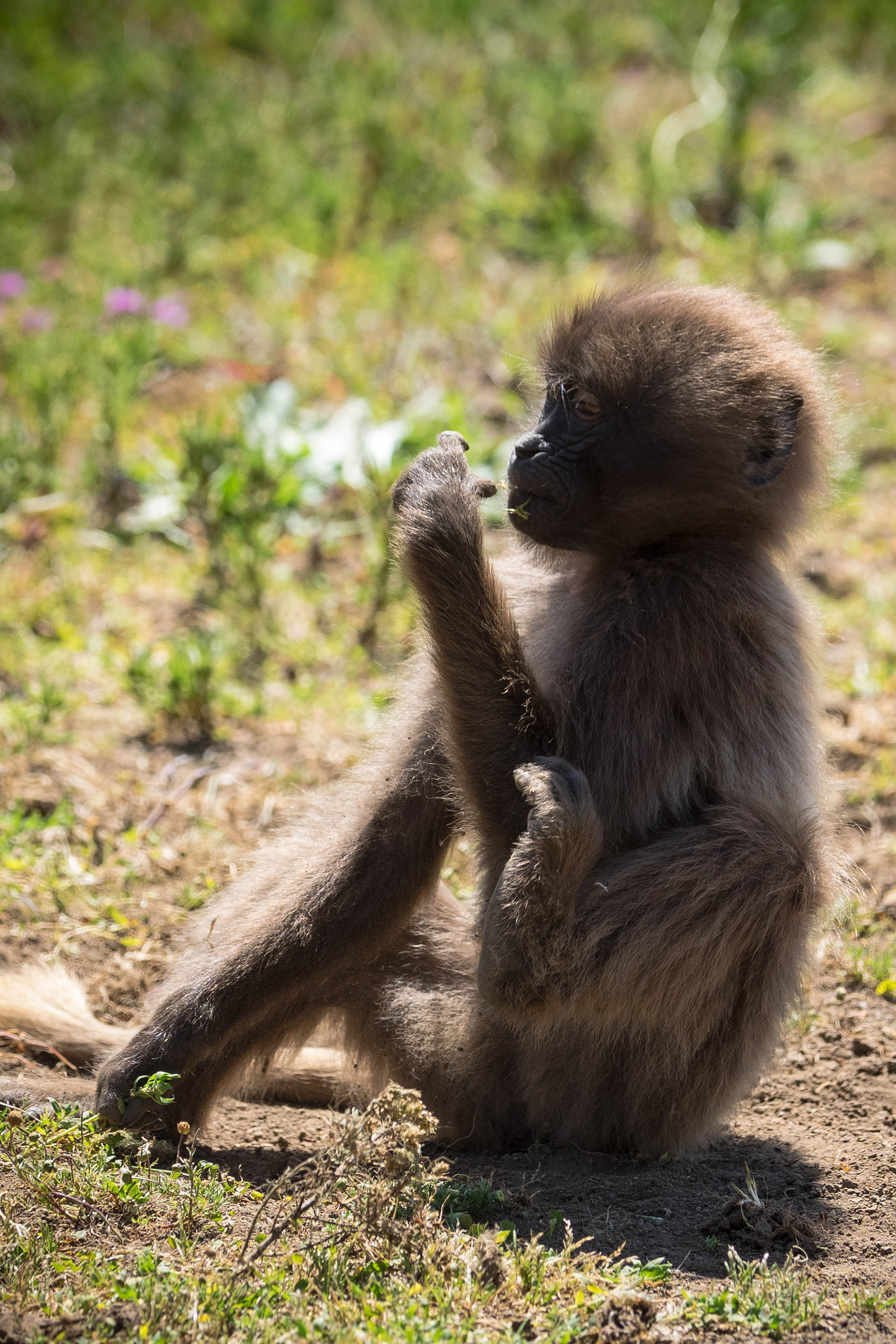 Olympus OM-D E-M1 sample photo. Young gelada photography